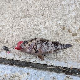 タケノコメバル