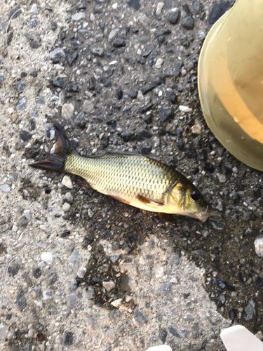 釣果