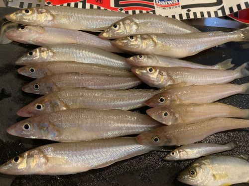 キスの釣果