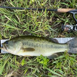 ラージマウスバス