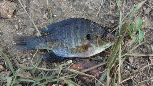 ブルーギルの釣果