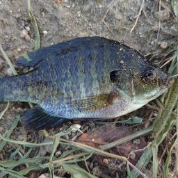 ブルーギル