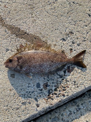 バリの釣果