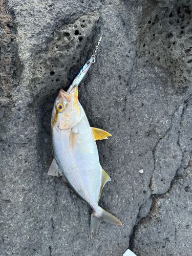 ショゴの釣果