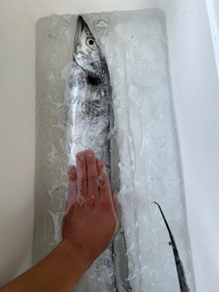 タチウオの釣果