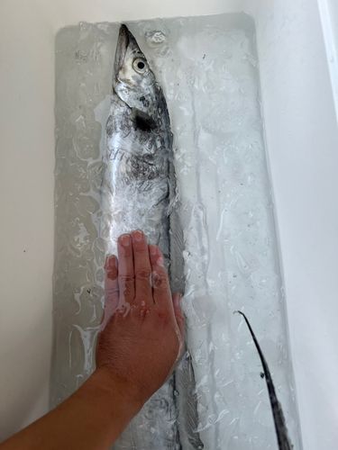 タチウオの釣果