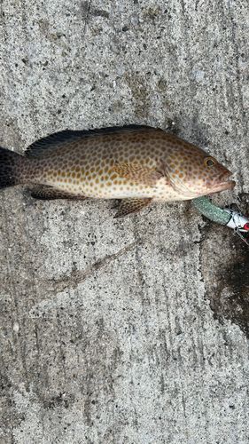 オオモンハタの釣果