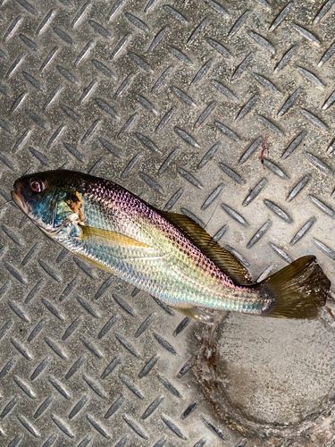 イシモチの釣果