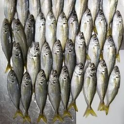 アジ