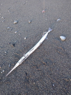 ダツの釣果