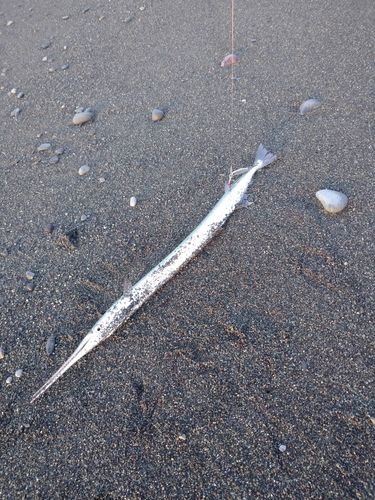 ダツの釣果