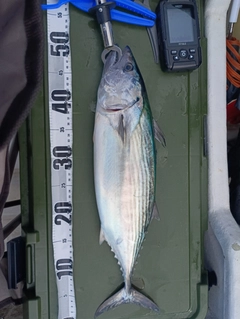 ハガツオの釣果