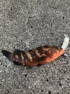 キジハタの釣果