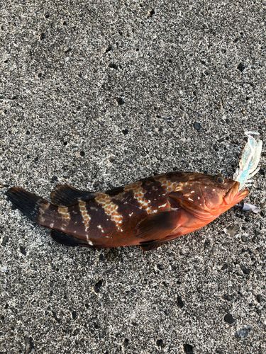 キジハタの釣果