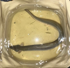 ウナギの釣果