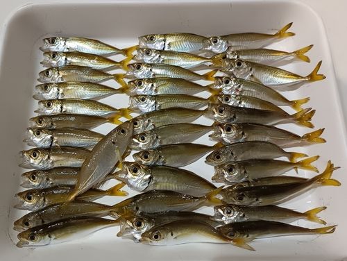 マアジの釣果