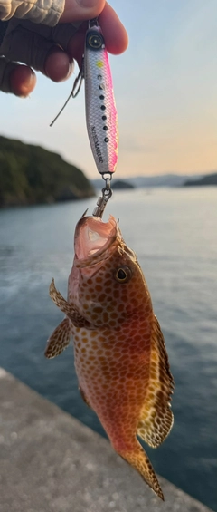 オオモンハタの釣果
