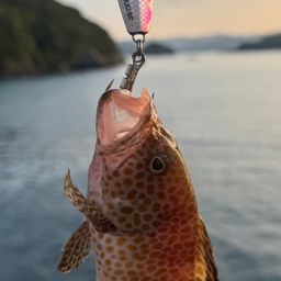 オオモンハタ