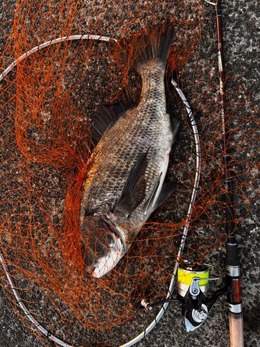 チヌの釣果