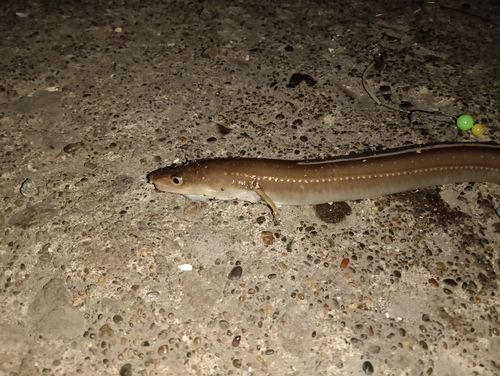 マアナゴの釣果