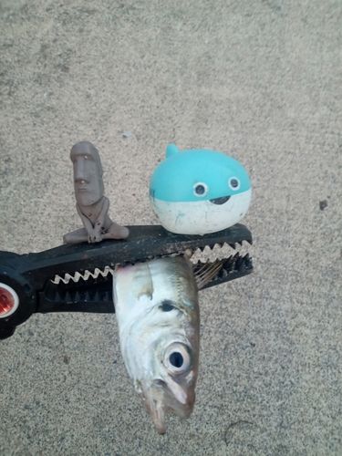 マアジの釣果