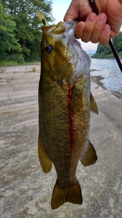 スモールマウスバスの釣果