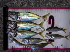 アジの釣果