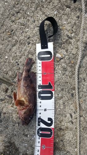 ガシラの釣果