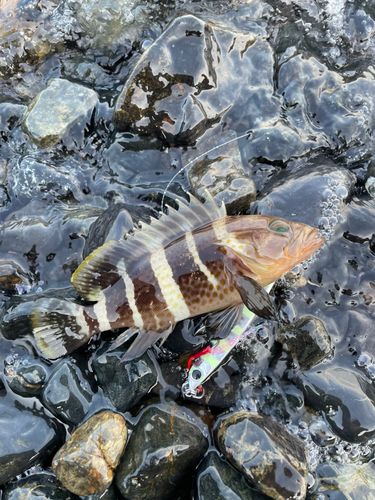 アオハタの釣果