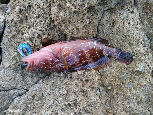 キジハタの釣果