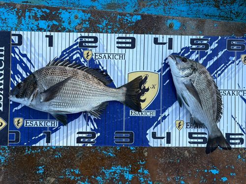 クロダイの釣果