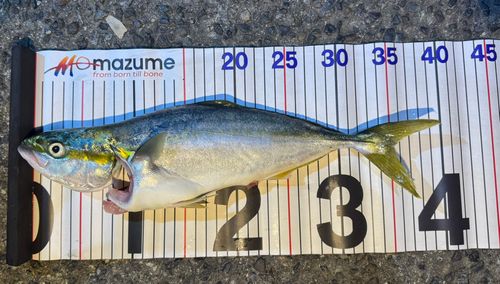 ツバスの釣果