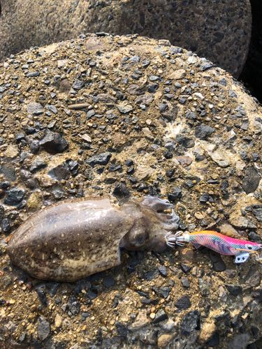 コウイカの釣果