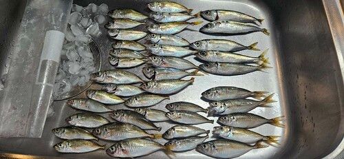 アジの釣果