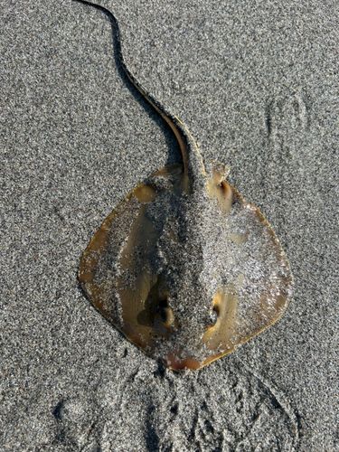 エイの釣果