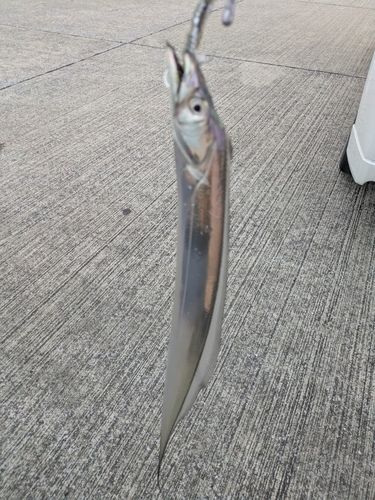 タチウオの釣果