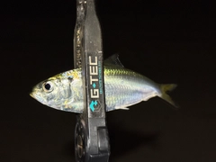 サッパの釣果