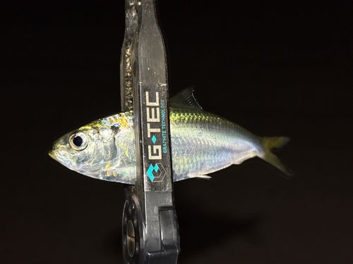 サッパの釣果