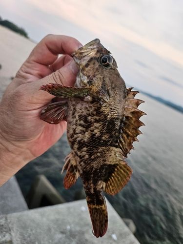 ソイの釣果