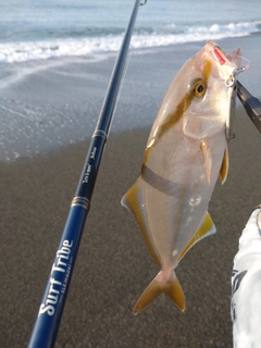 カンパチの釣果