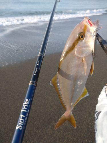 カンパチの釣果