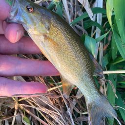 スモールマウスバス