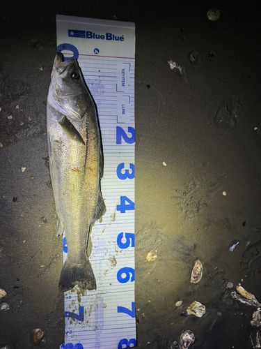 スズキの釣果