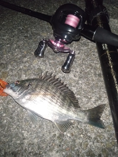 アコウの釣果
