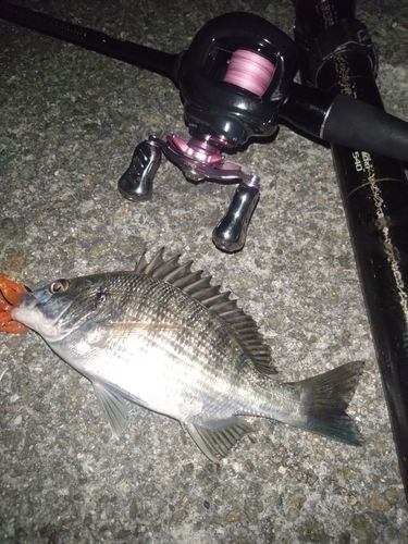 アコウの釣果