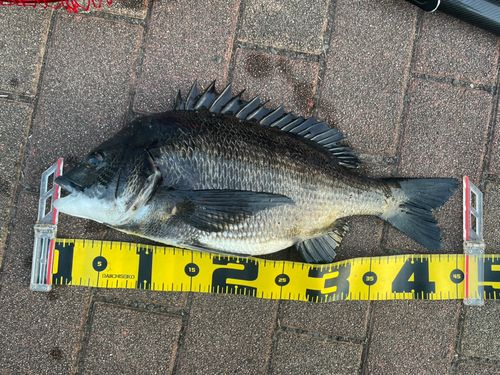 クロダイの釣果