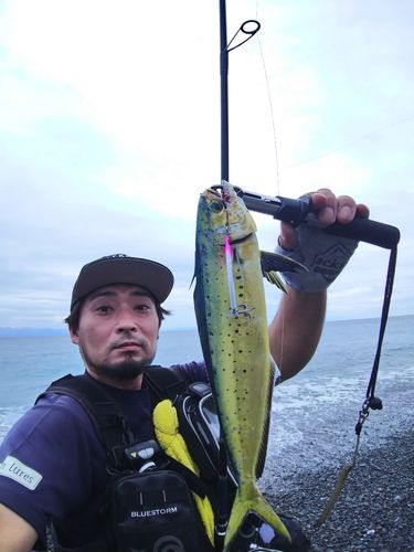 シイラの釣果