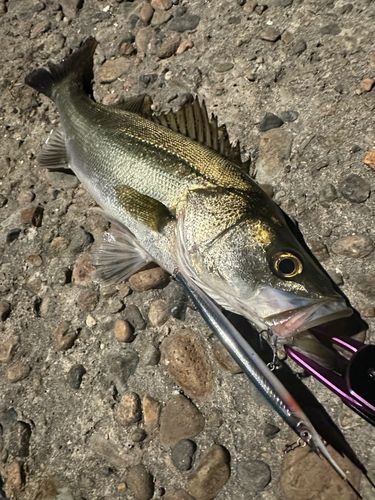 シーバスの釣果
