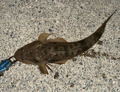 マゴチの釣果