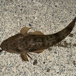 マゴチ